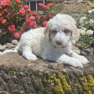 F1b Millie