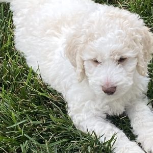 F1b Alfie