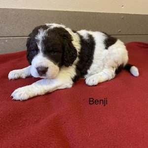 F1b Benji