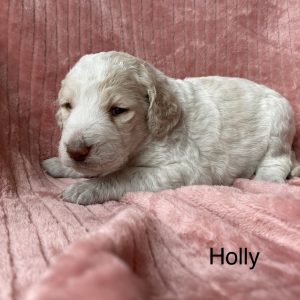 F1b Holly