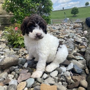 F1bb Millie