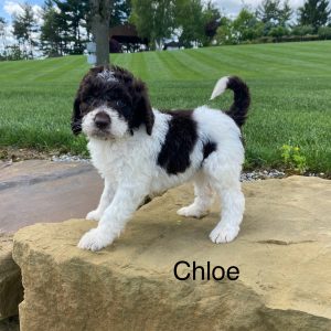 F1bb Chloe