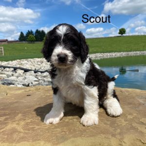 F1bb Scout