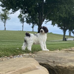 F1bb Baxter