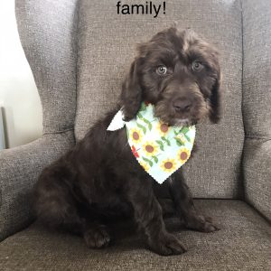 Ms. Lola the Labradoodle