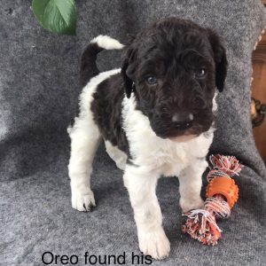 Mr. Oreo the Labradoodle